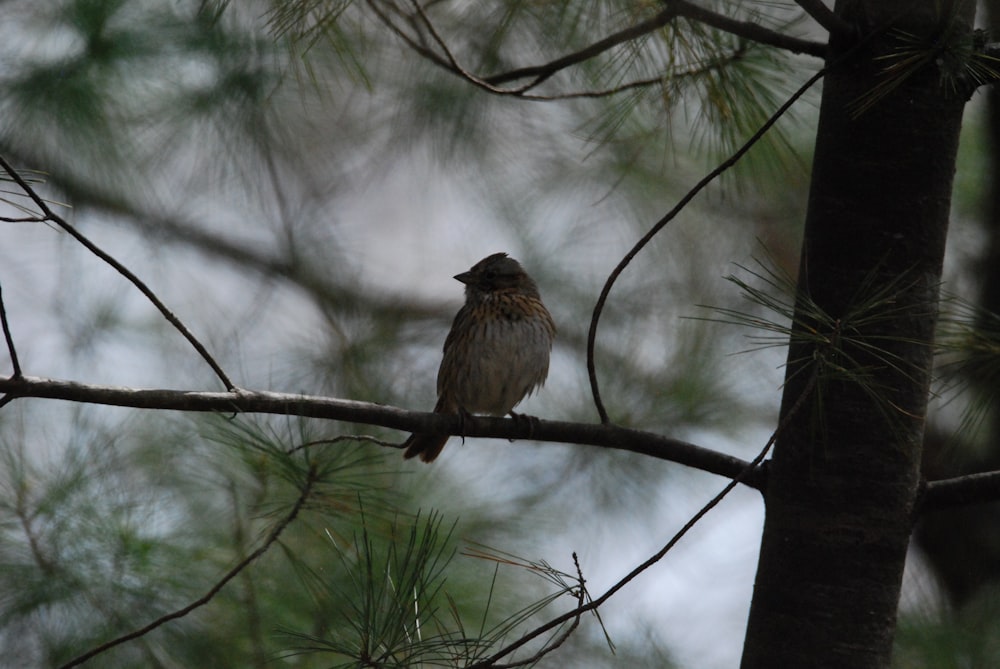 a bird sitting on a tree branch