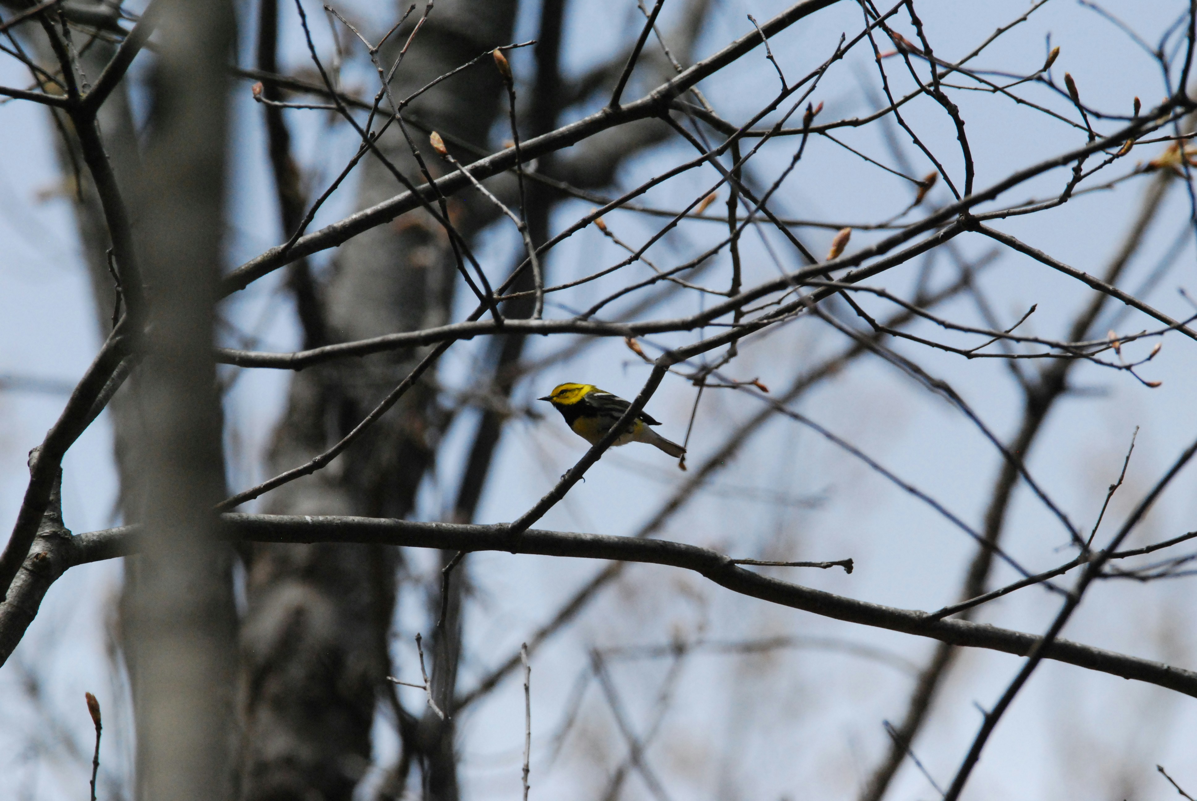 Migrating Black Throated Green Warbler perches in Spring Tree