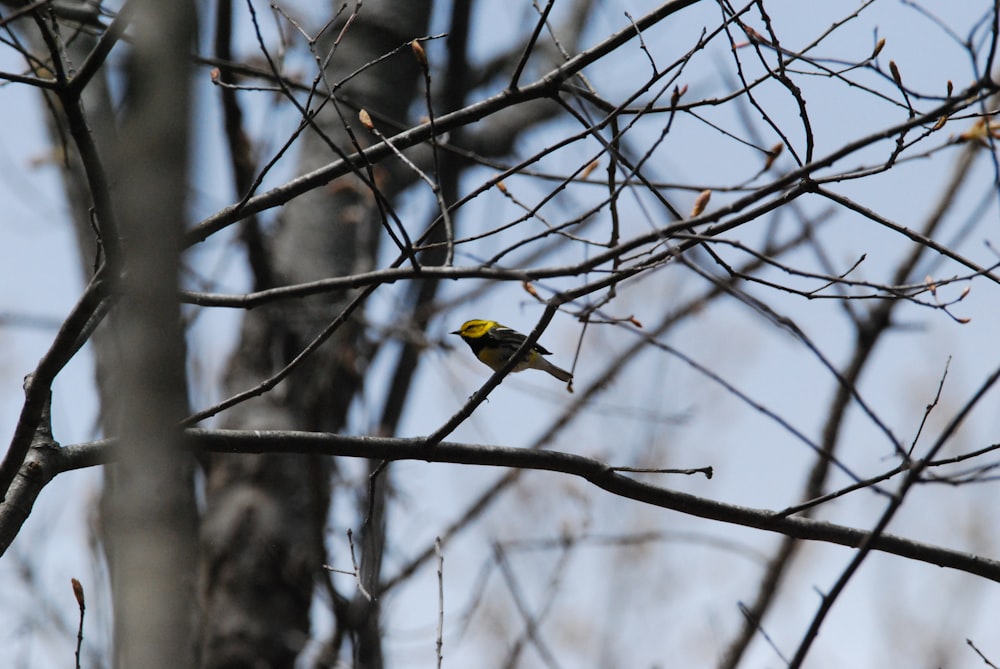 a bird perched on a tree branch