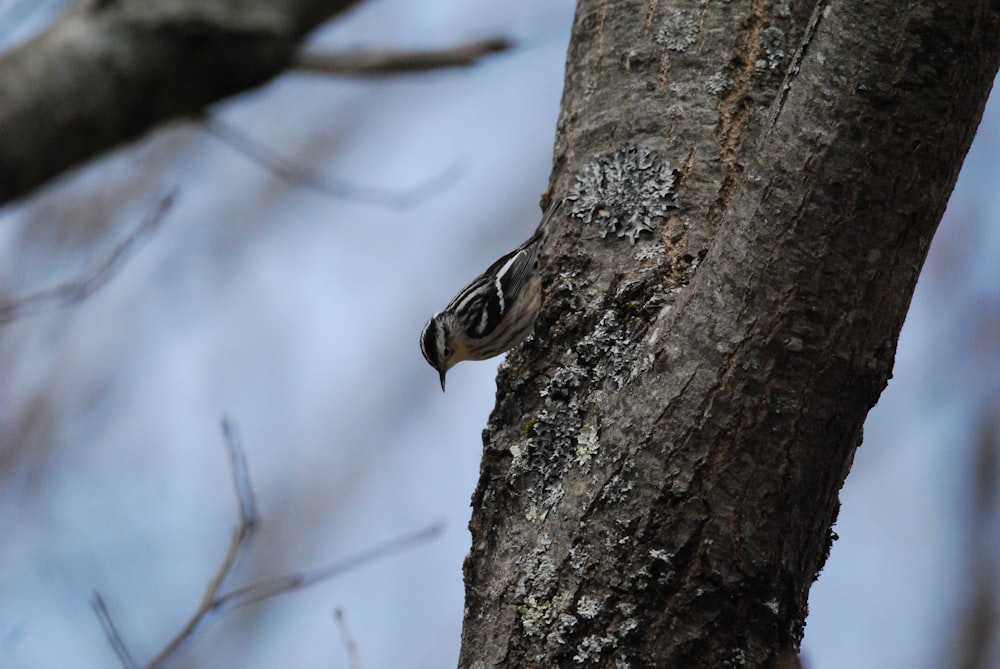 a bee on a tree