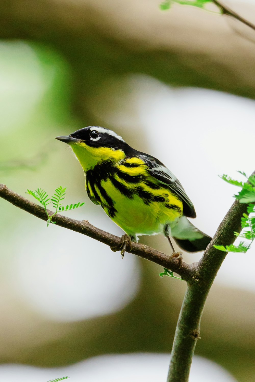 a yellow and black bird on a branch