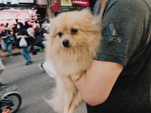A fluffy, tan-colored dog is being held in the arms of a person wearing a grey shirt with a logo. The background appears to be a busy street with blurred images of people walking and a red store sign.