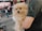 A fluffy, tan-colored dog is being held in the arms of a person wearing a grey shirt with a logo. The background appears to be a busy street with blurred images of people walking and a red store sign.