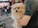 A fluffy, tan-colored dog is being held in the arms of a person wearing a grey shirt with a logo. The background appears to be a busy street with blurred images of people walking and a red store sign.