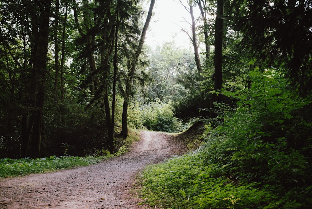 a dirt road in a forest