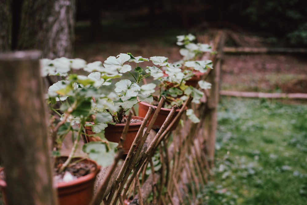 a planter box with white flowers