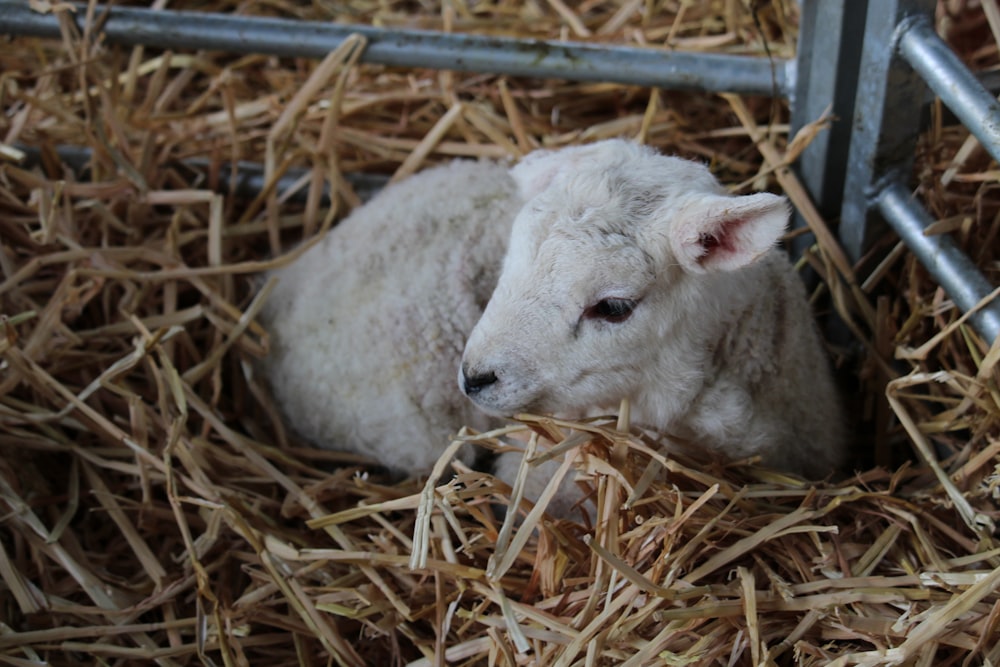 a baby lamb laying in a pen