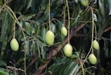 a tree with green fruit