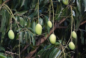 a tree with green fruit