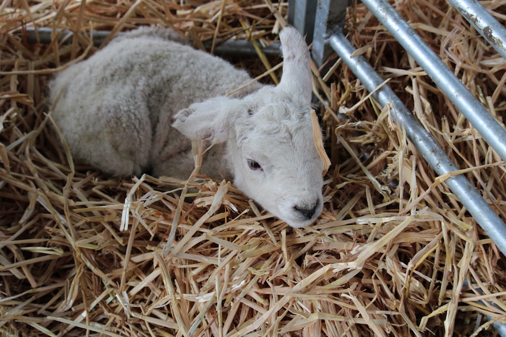a white goat lying in hay