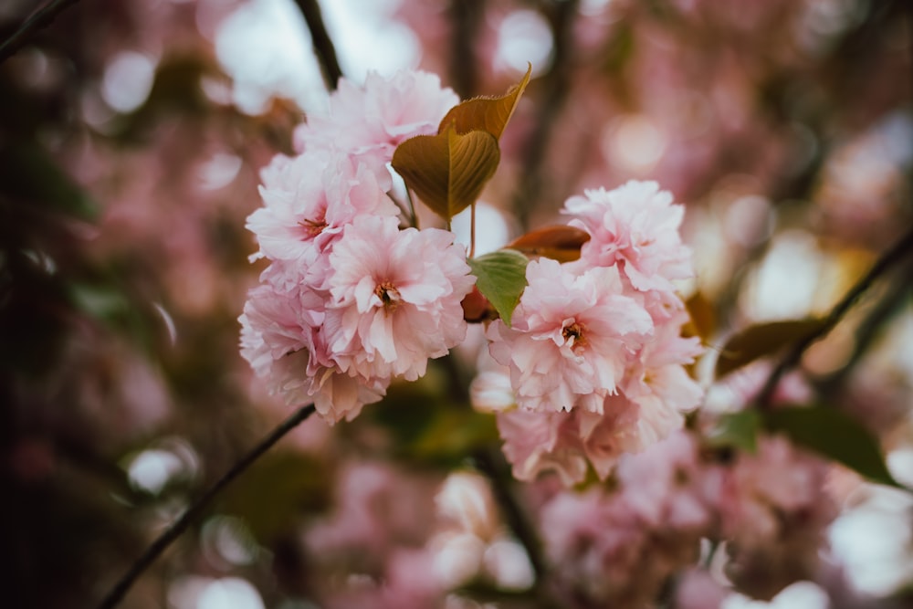 a close up of some flowers