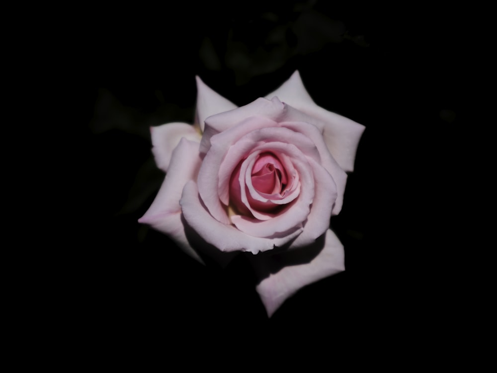 a close up of a rose