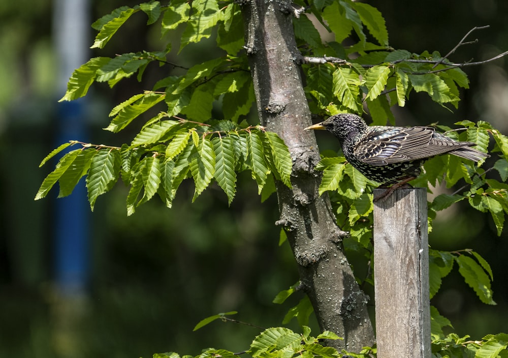 a bird on a tree branch