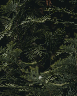 a close-up of some pine needles
