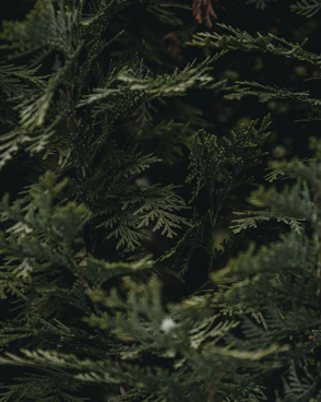 a close-up of some pine needles