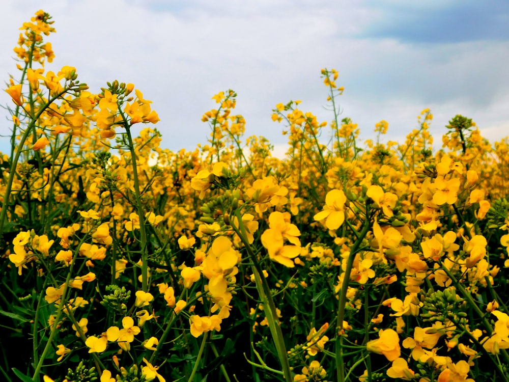 a field of yellow flowers