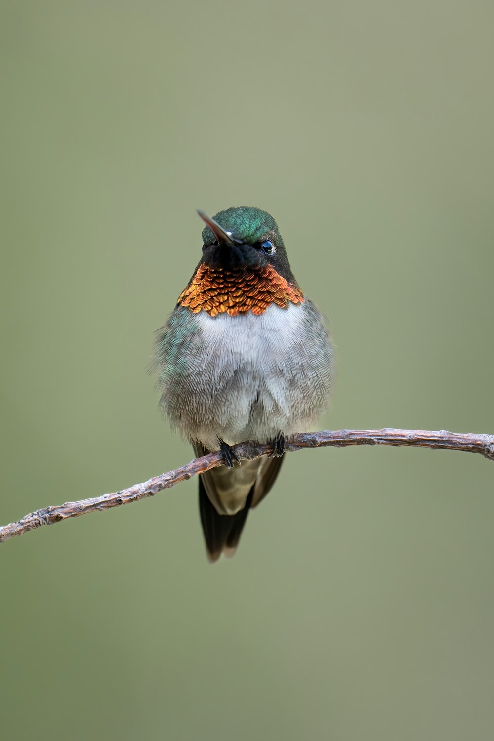 a bird sitting on a branch