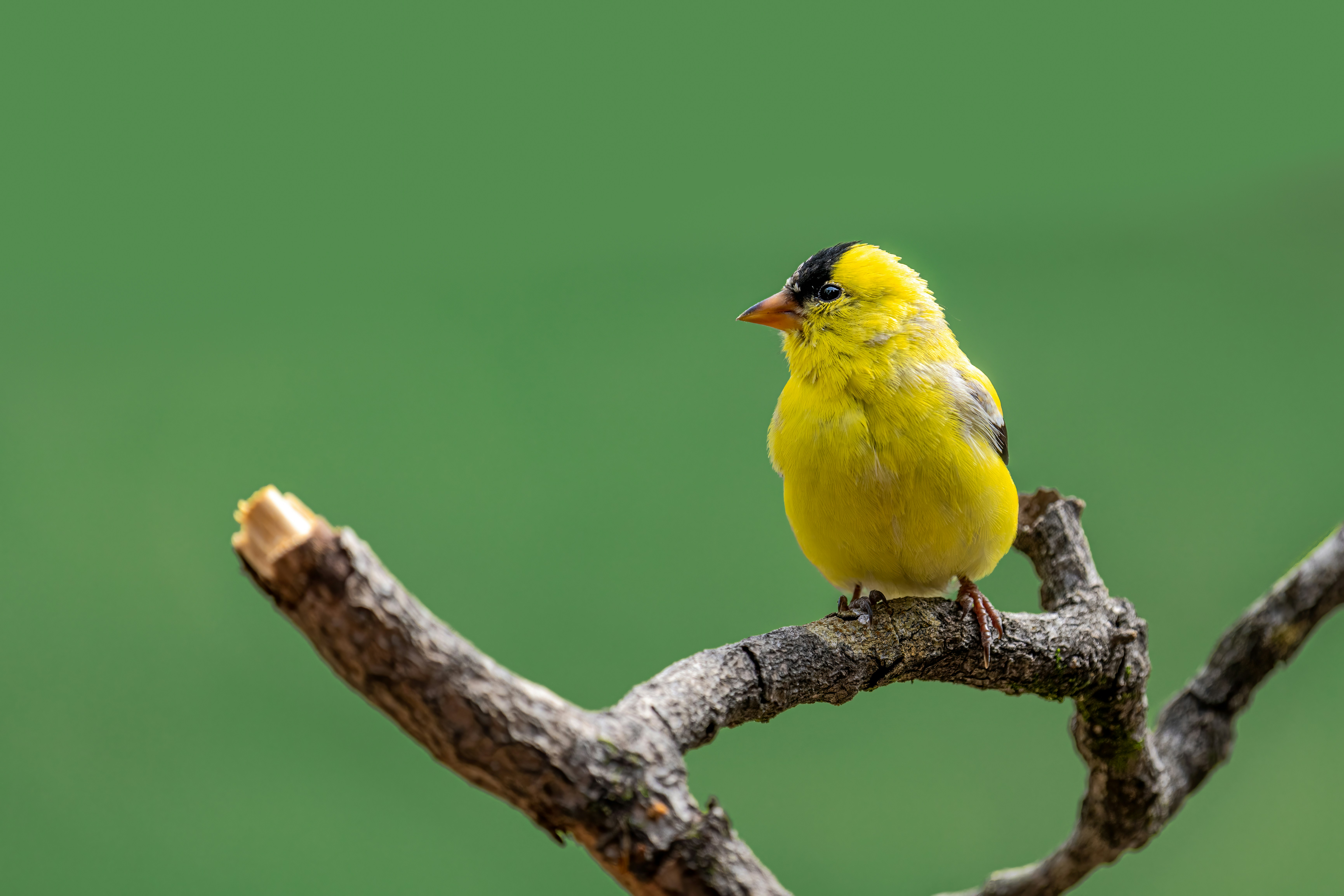 Photo by skylerewing