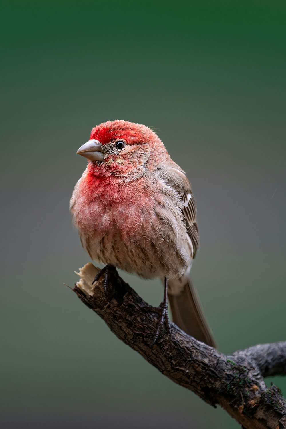 a bird on a branch