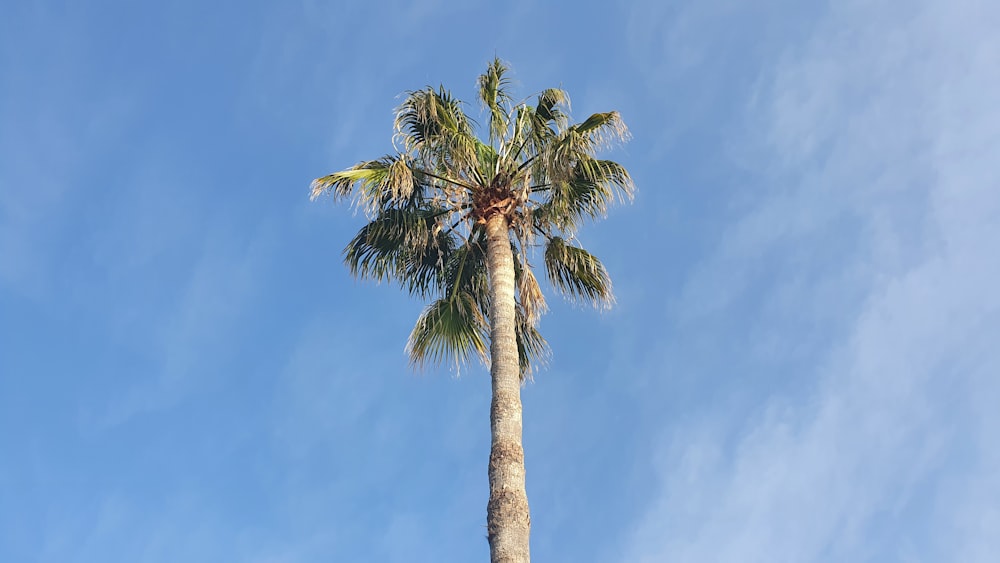 a palm tree against a blue sky