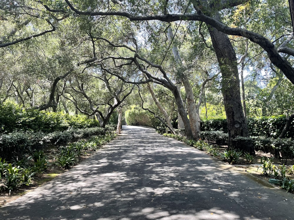 Un camino con árboles al lado