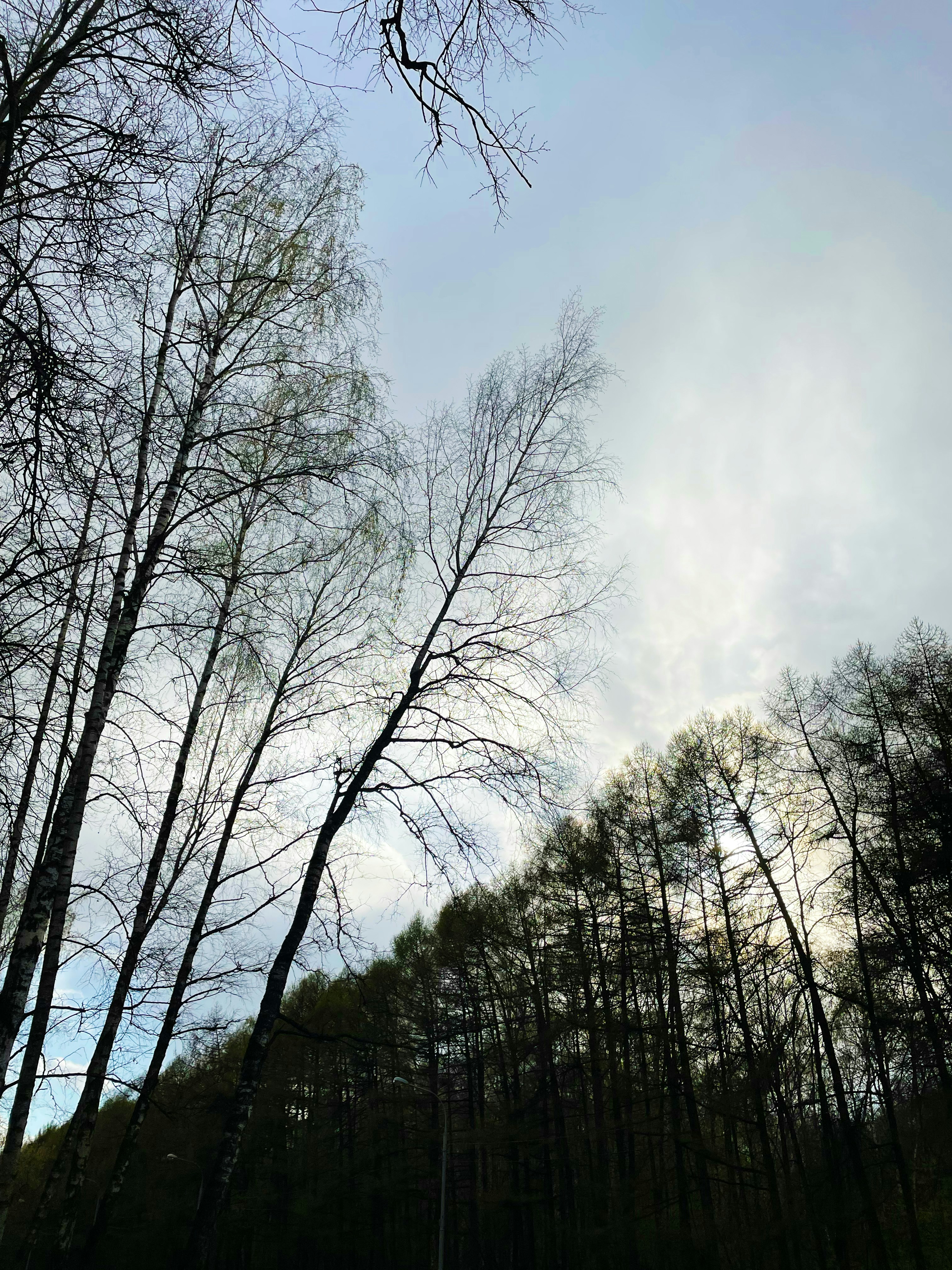 Forest with dramatic backlighting and atmospheric haze