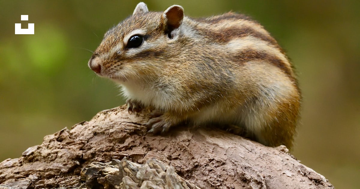 A small rodent on a log photo – Free Wild animal Image on Unsplash