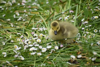 A fluffy gosling nestled in straw, eyes bright with curiosity on a cool farm morning.
