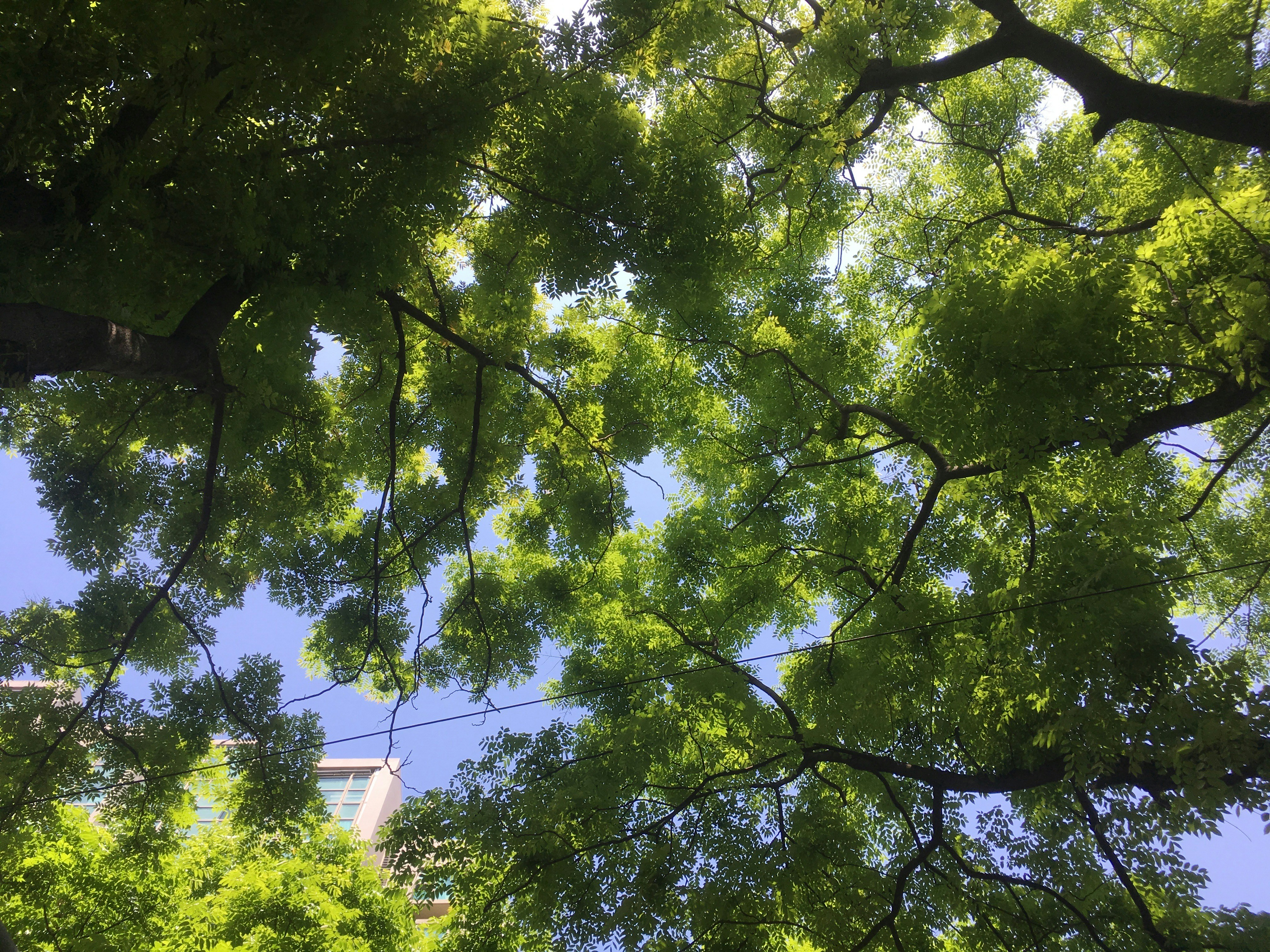 looking up at trees and a building