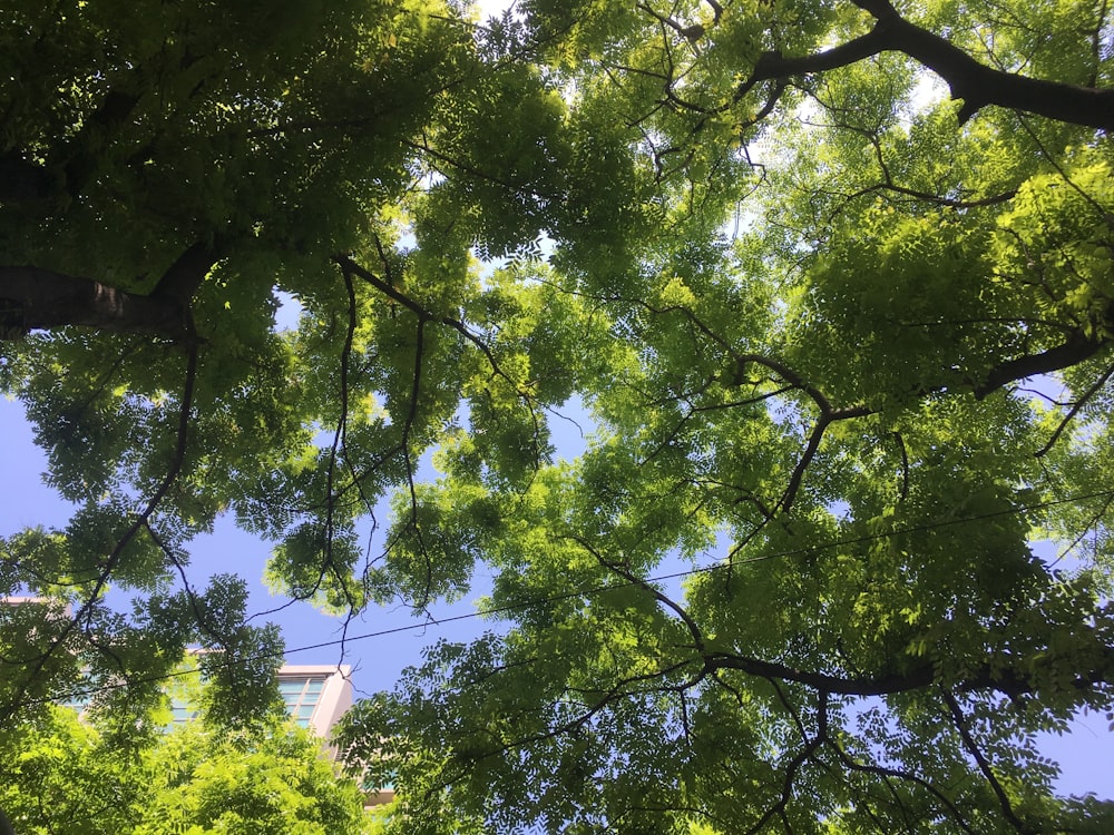 looking up at trees and a building
