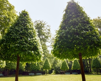 a group of trees in a park