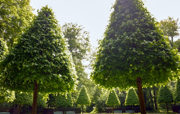 a group of trees in a park