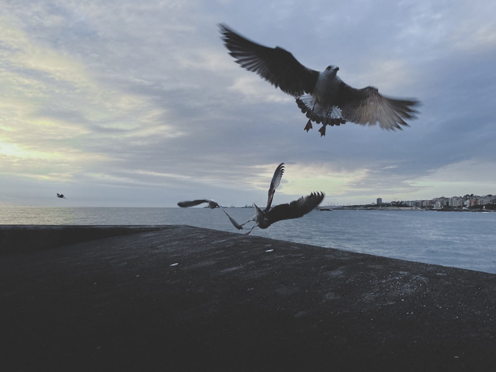 birds flying over water