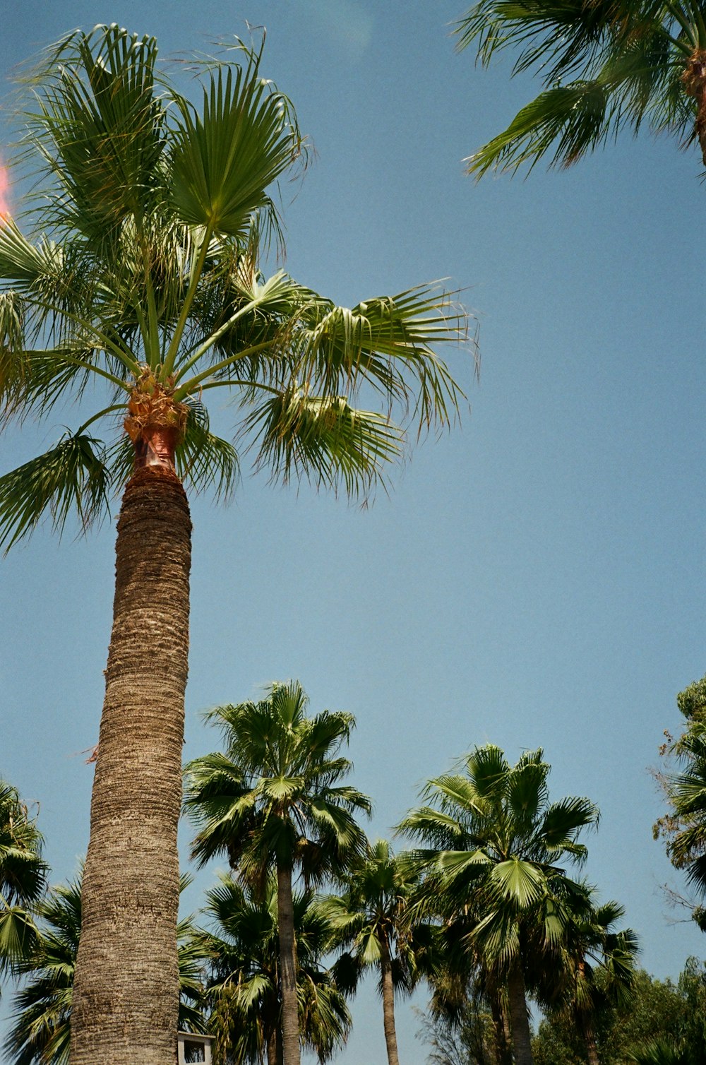 a group of palm trees