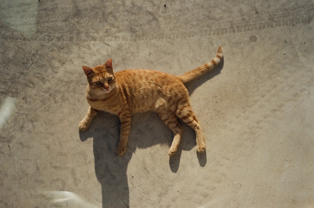 a cat lying on the ground