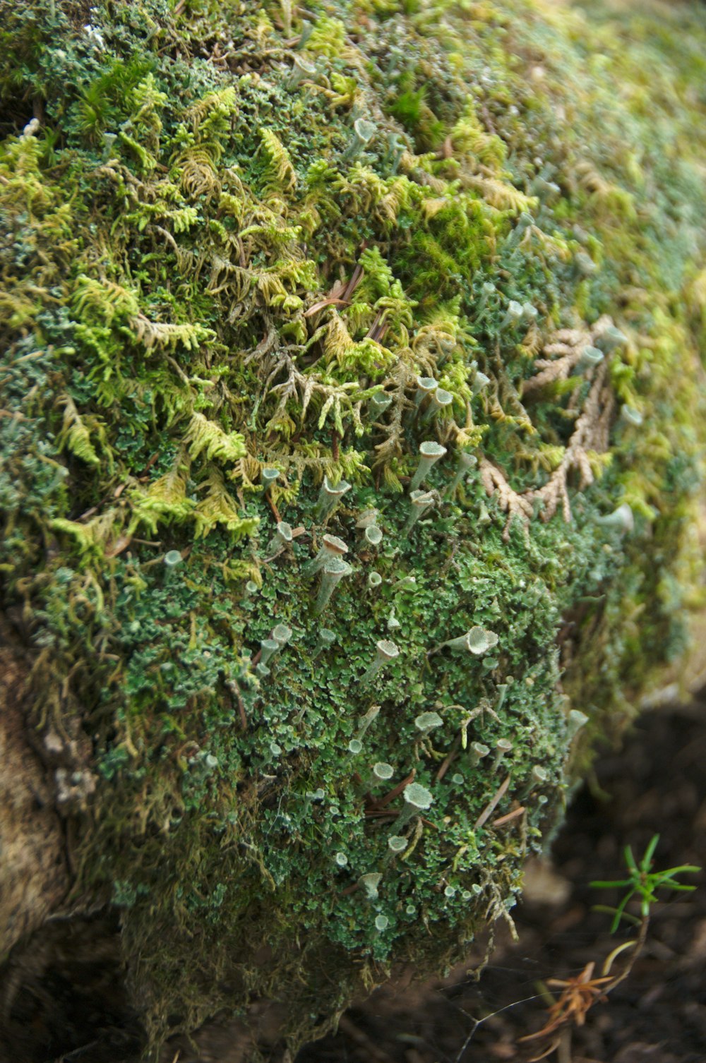 a close up of a mossy rock