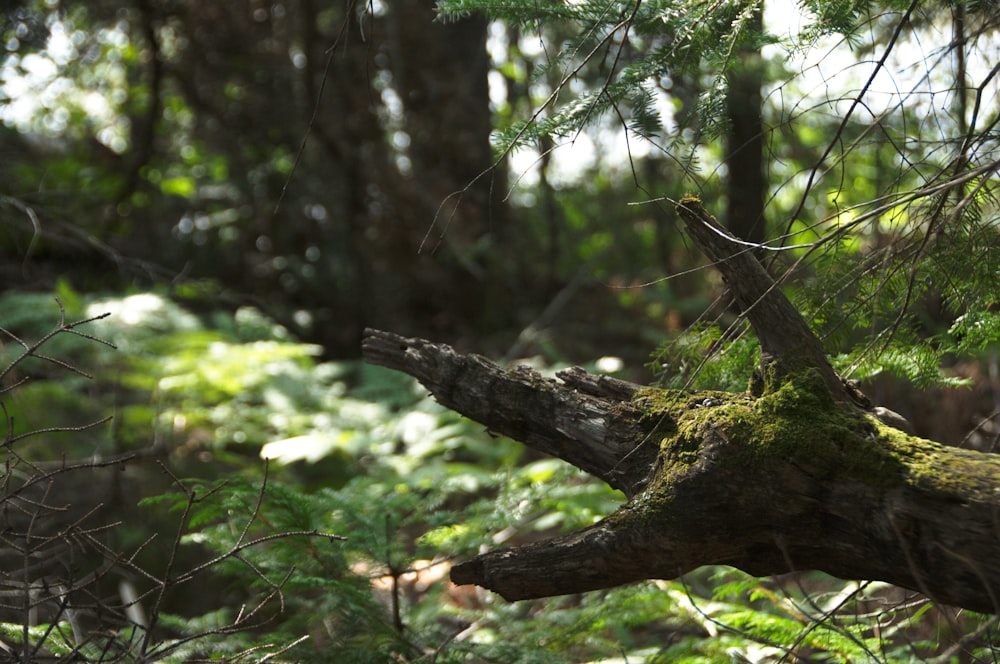 a tree with many branches