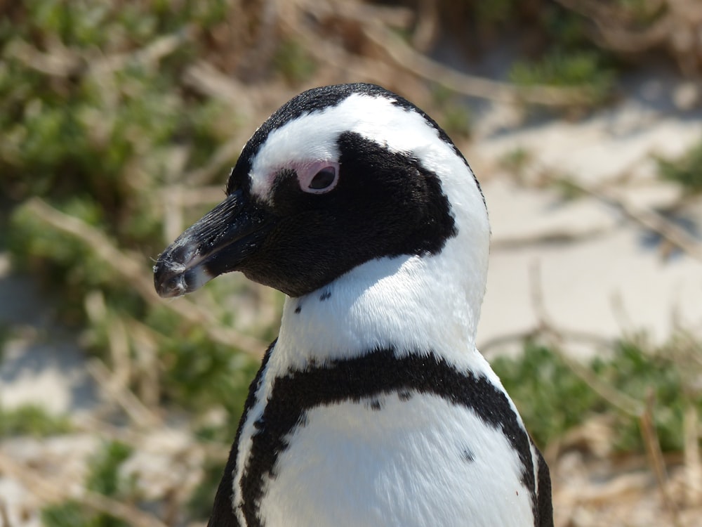 a penguin with a black and white head