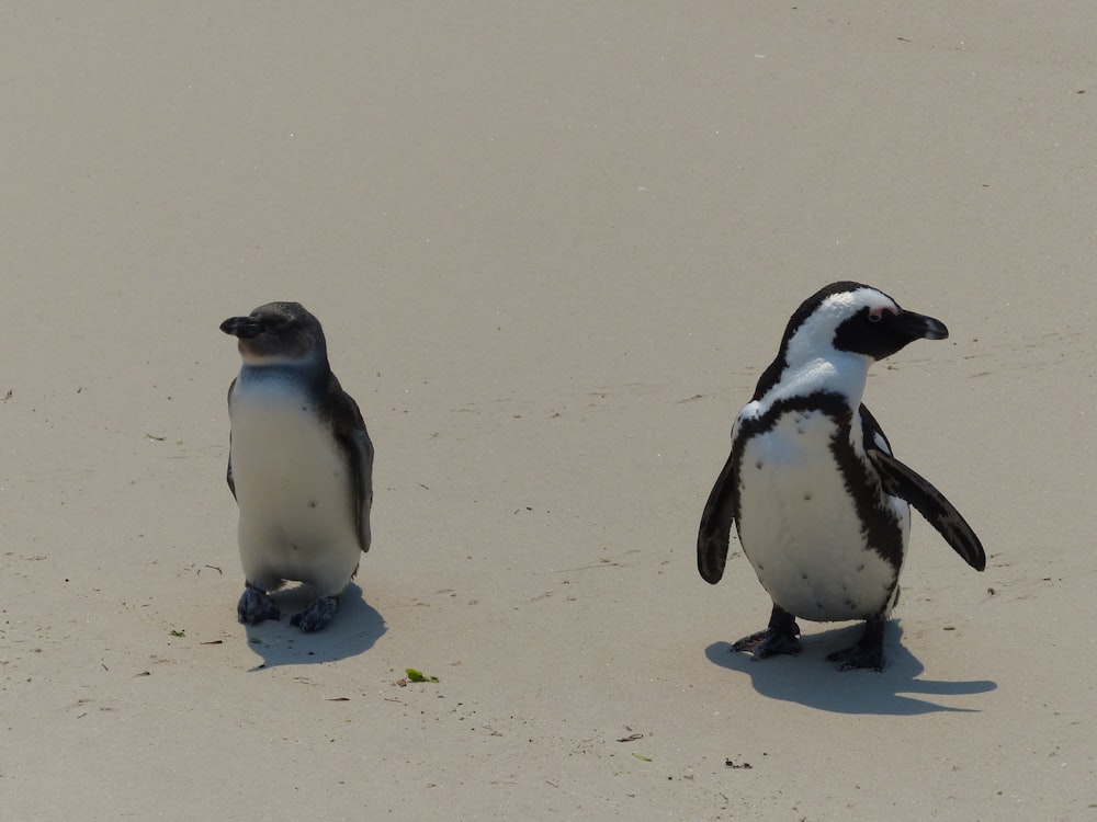 Una coppia di pinguini che camminano sulla sabbia