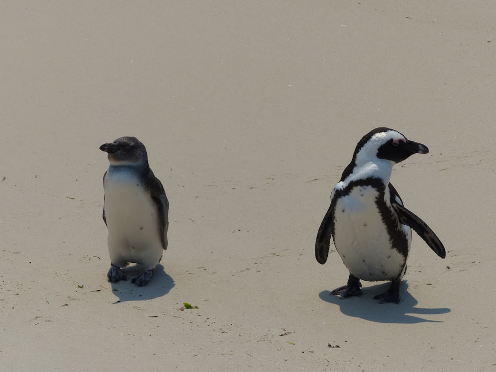 a couple of penguins walking on sand