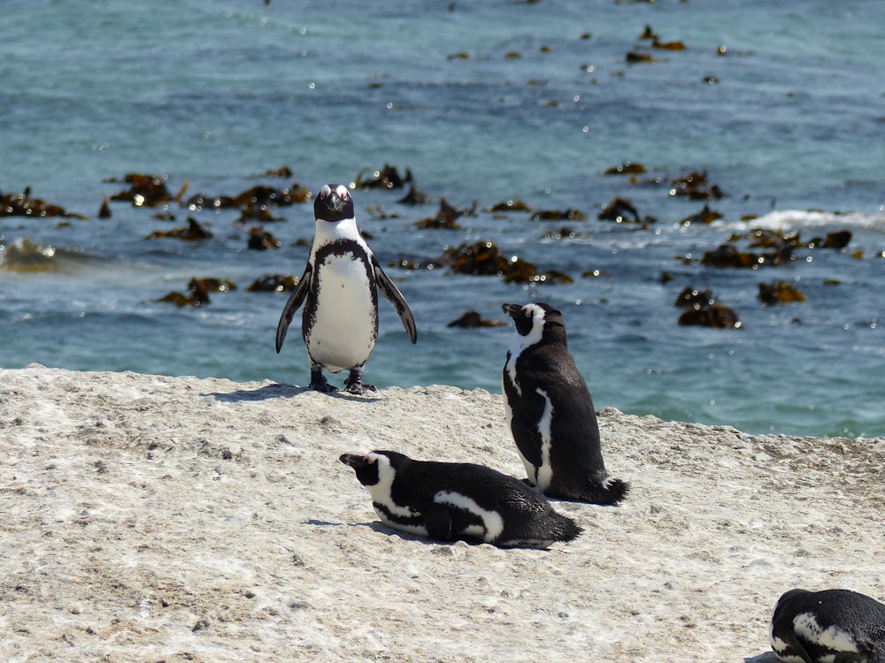 Un grupo de pingüinos en una playa
