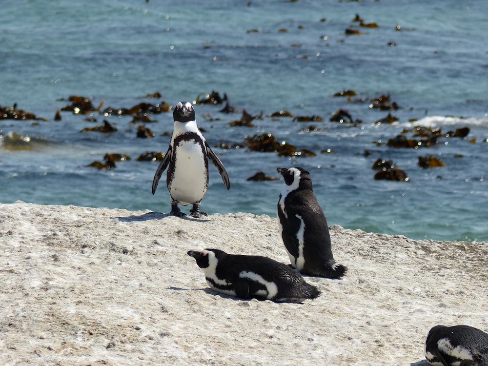 a group of penguins on a beach