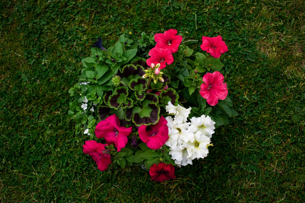 a bouquet of flowers