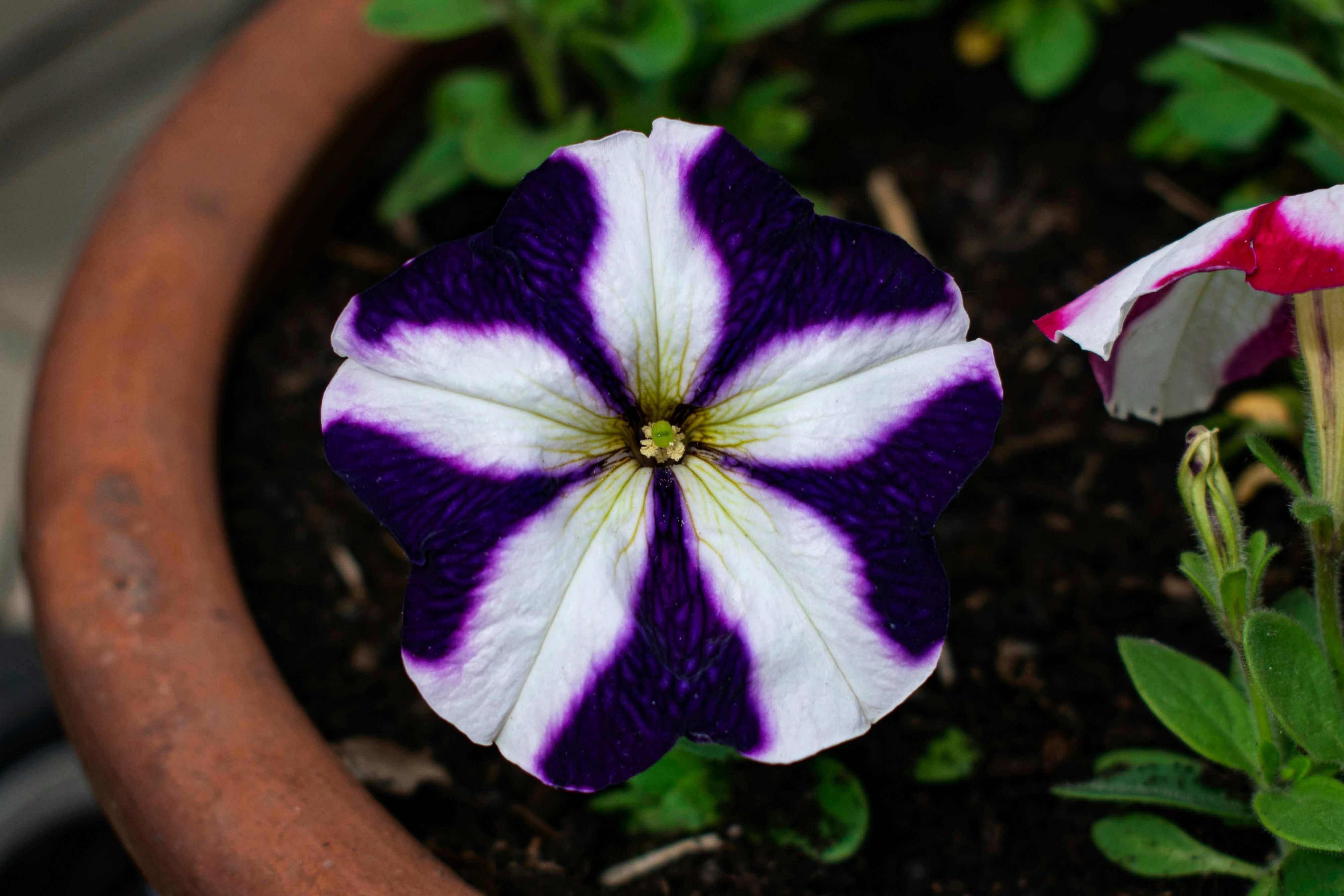 a purple flower with white spots