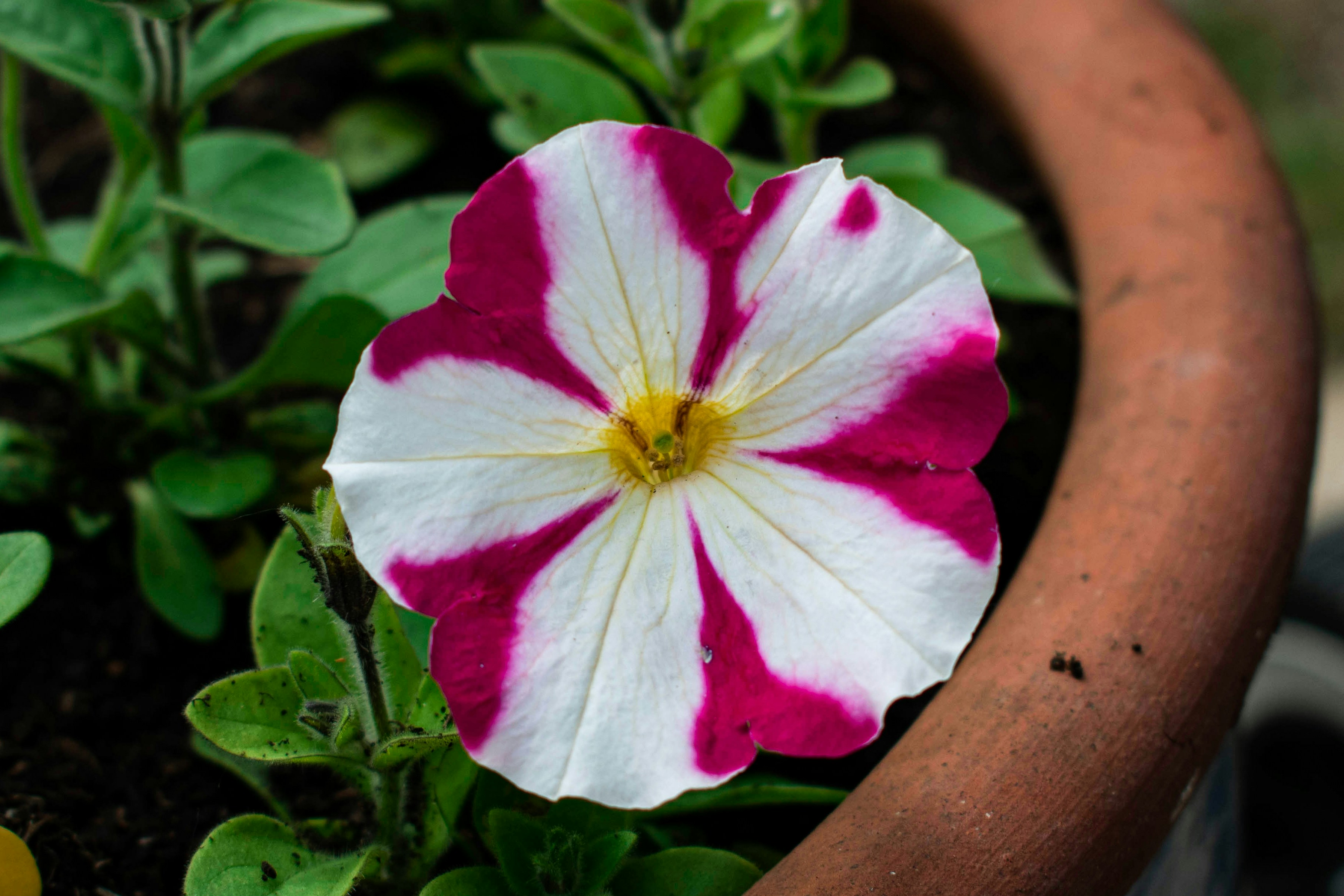 Image of user's plant or flower