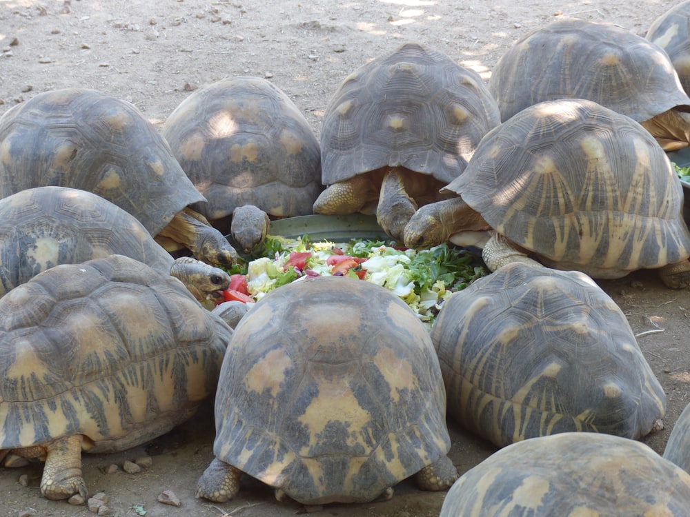 a group of tortoises with flowers in their mouths