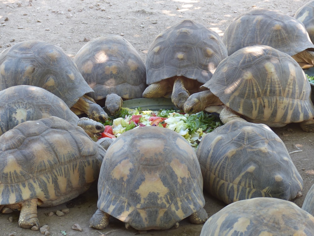 eine Gruppe von Schildkröten mit Blumen im Maul