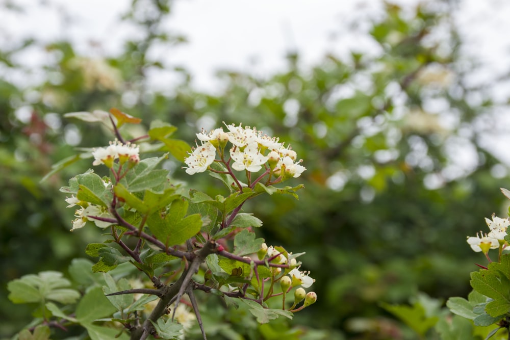 a close up of a plant with white flowers