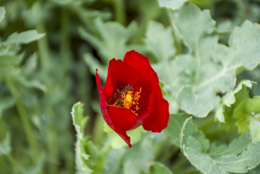 a red flower surrounded by green leaves