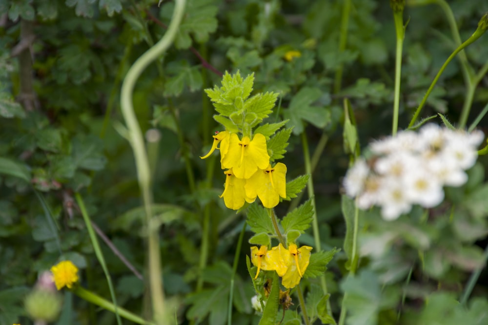 a group of flowers